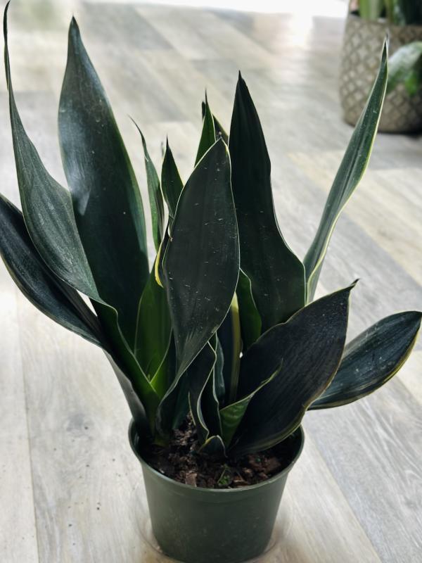 Sansevieria 'black Dragon' - View 3 from www redcrocus com