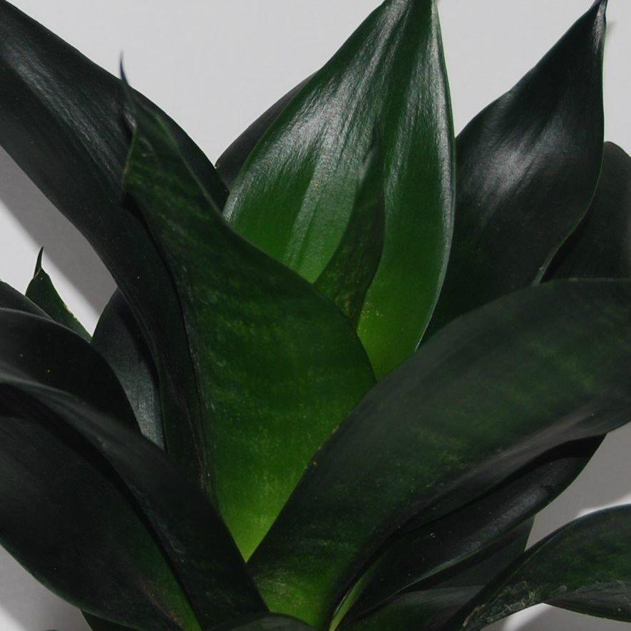 Sansevieria 'black Dragon' - View 4 from www redcrocus com
