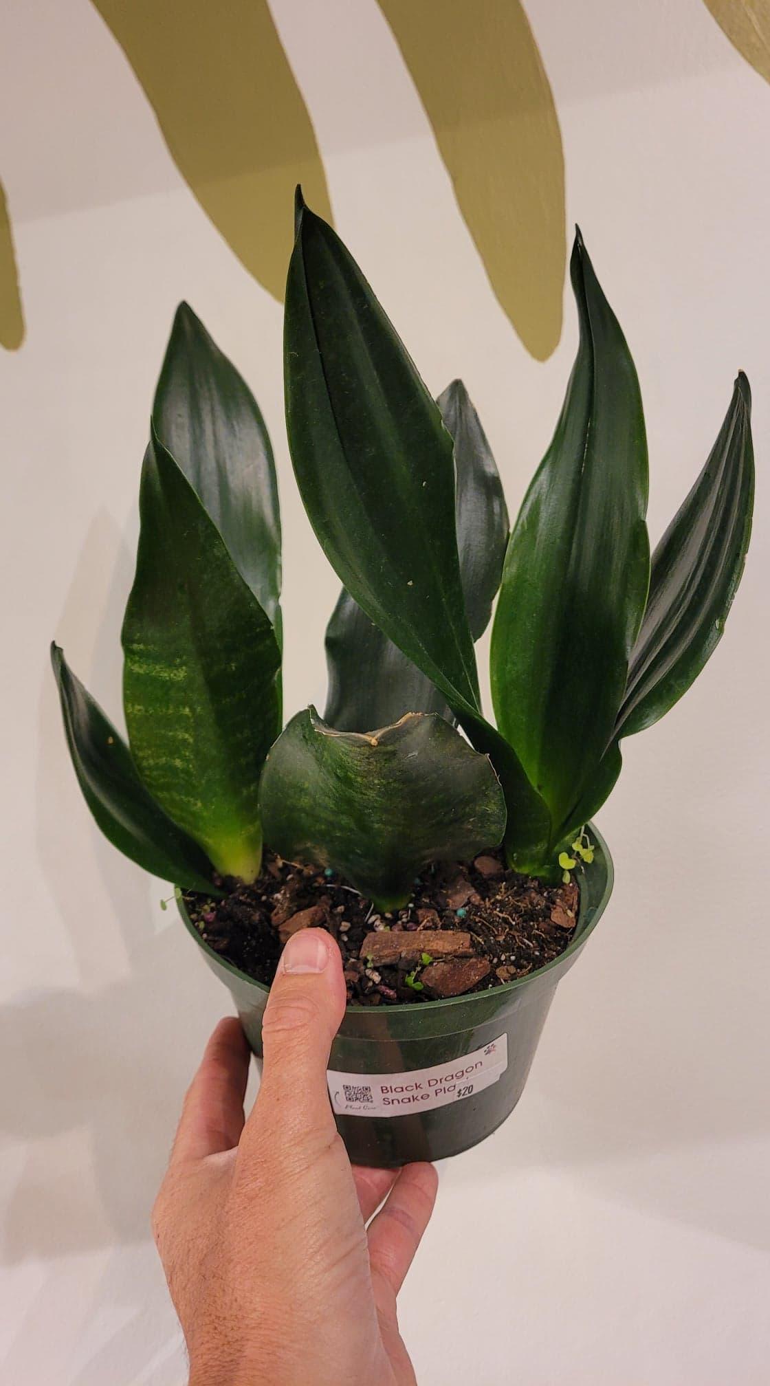 Sansevieria 'black Dragon' - View 7 from www redcrocus com