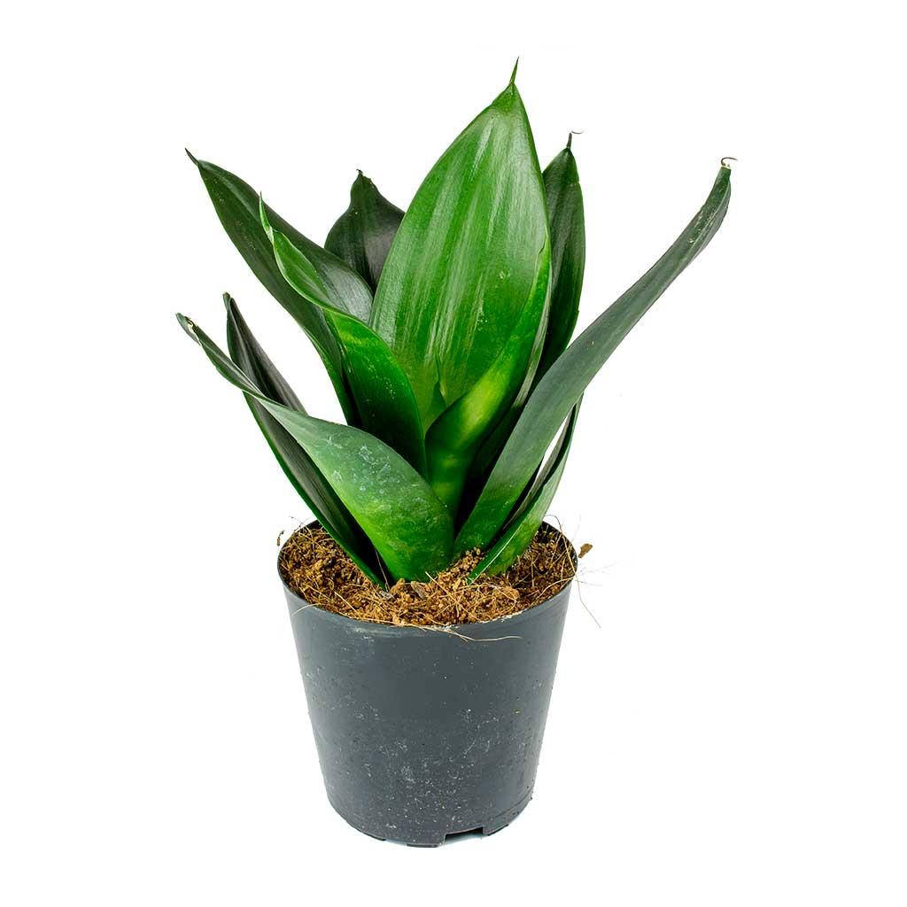 Sansevieria 'black Dragon' - View 8 from www redcrocus com