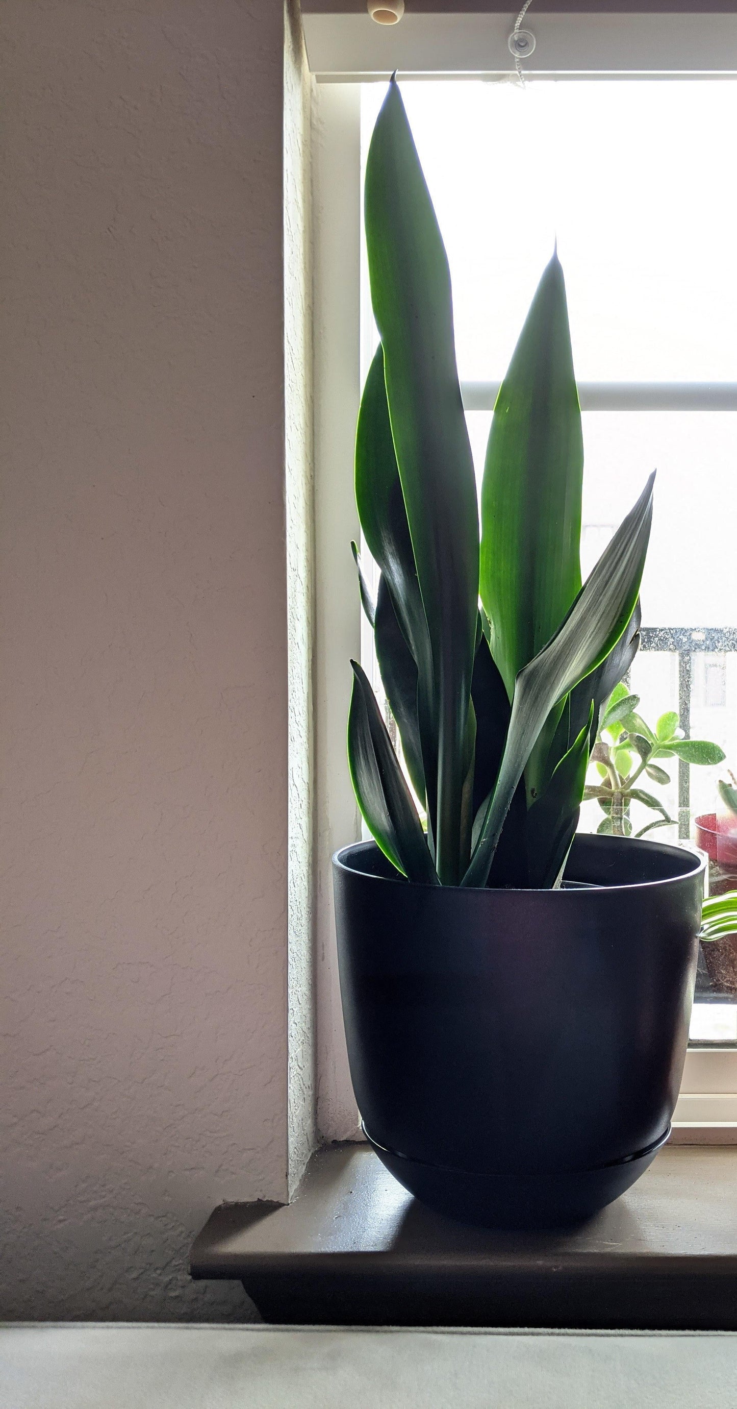 Sansevieria 'black Dragon' - View 9 from www redcrocus com