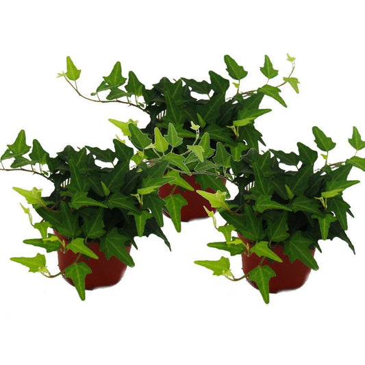 Hedera Helix Green Ivy - View 12 from www redcrocus com