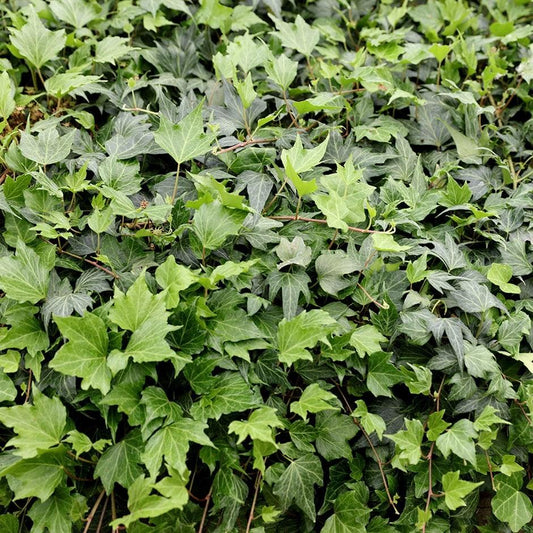Hedera Helix Green Ivy - View 15 from www redcrocus com