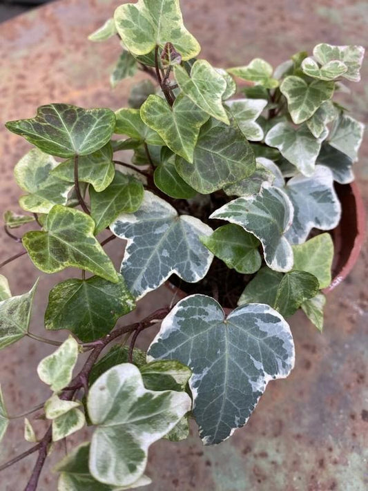 Hedera Helix Variegated Ivy - View 12 from www redcrocus com