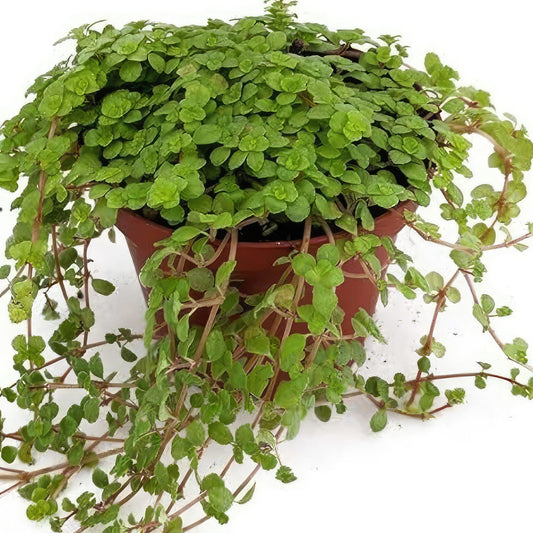Pilea Depressa Tiny Tears - View 10 from www redcrocus com