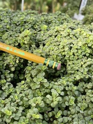 Pilea Depressa Tiny Tears - View 12 from www redcrocus com