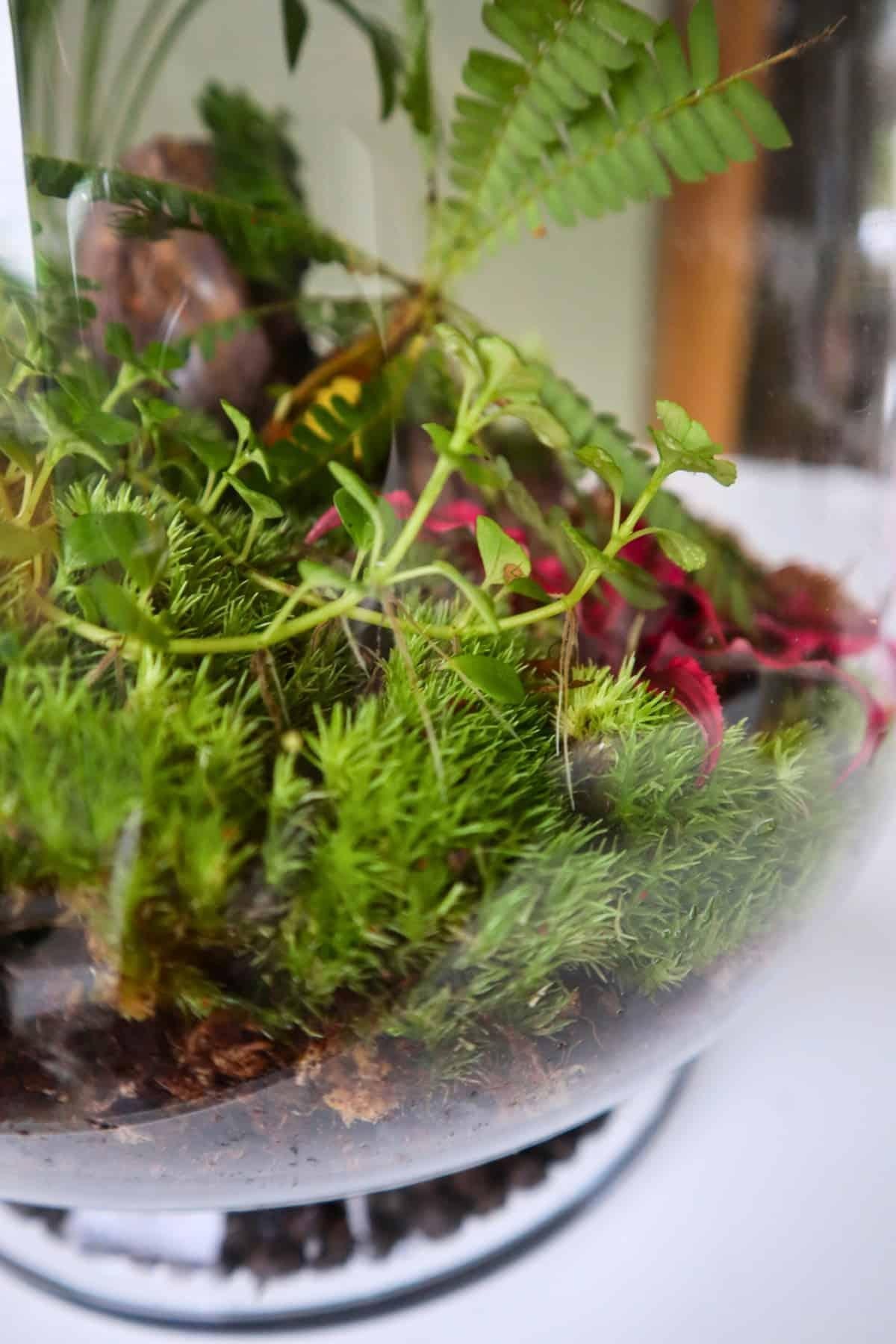Pilea Depressa Tiny Tears - View 13 from www redcrocus com
