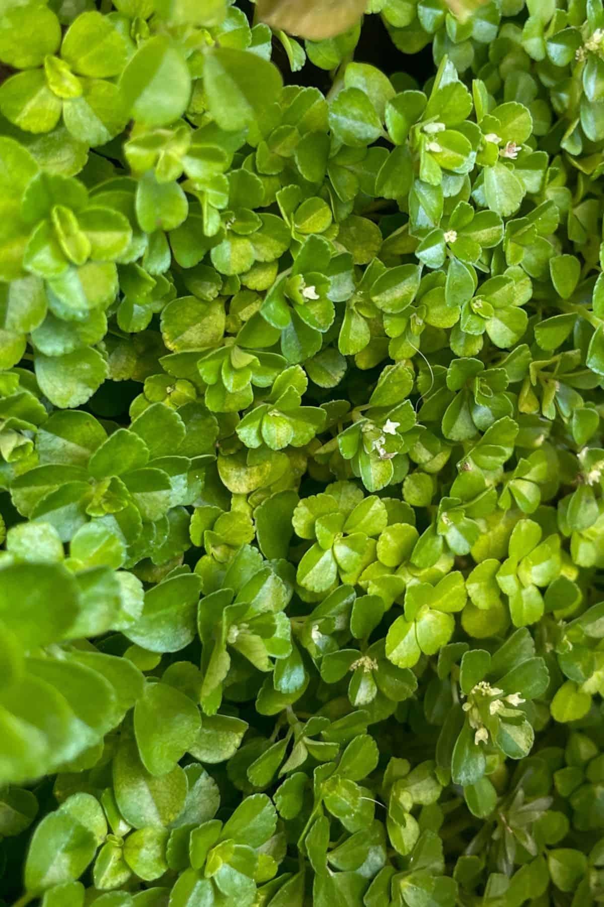 Pilea Depressa Tiny Tears - View 15 from www redcrocus com