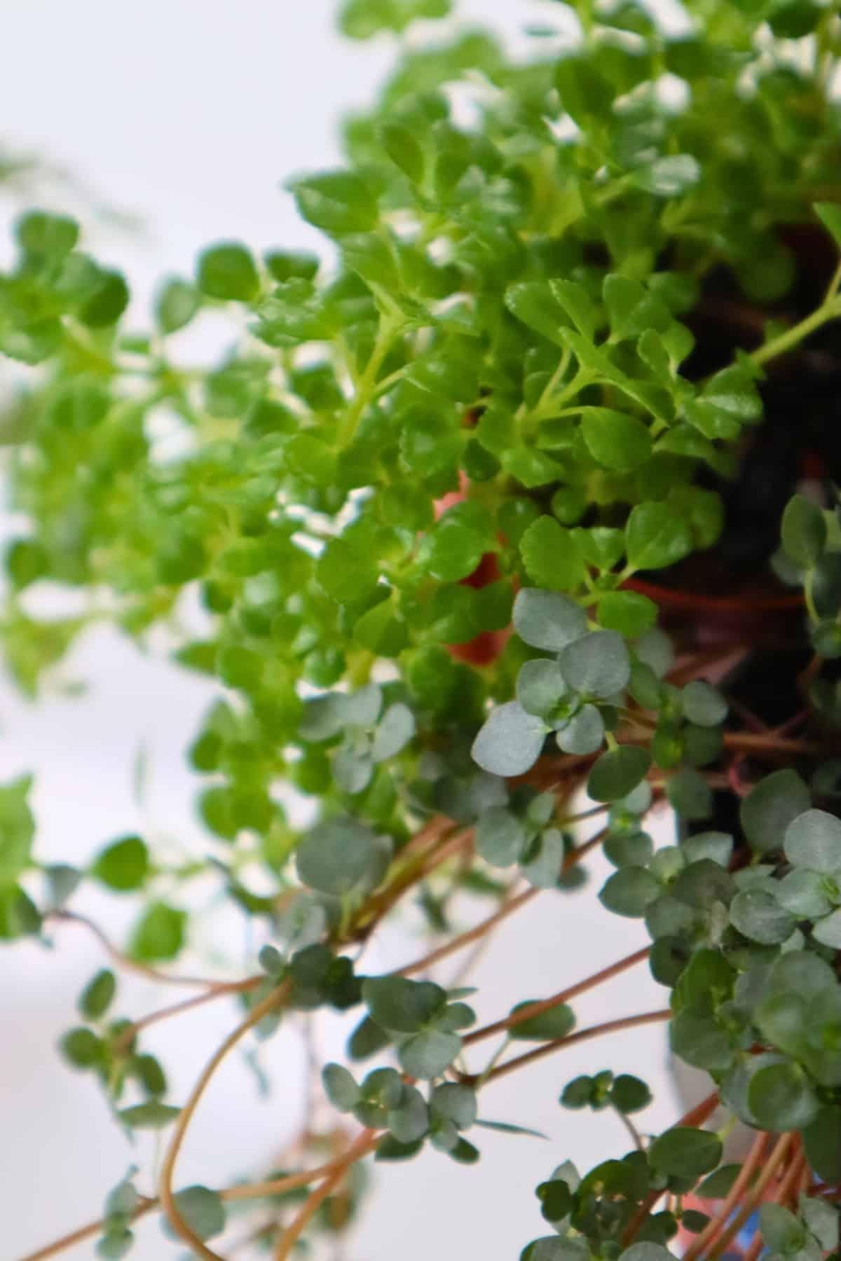 Pilea Depressa Tiny Tears - View 16 from www redcrocus com