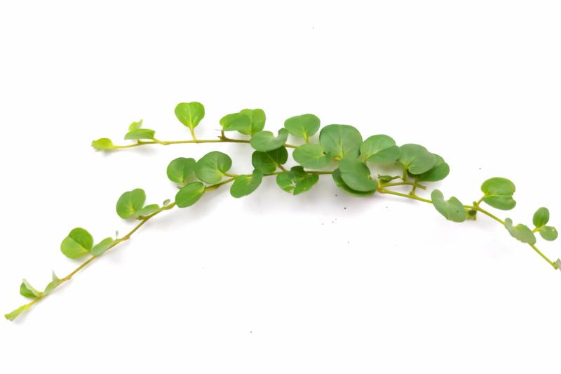 Pilea Depressa Tiny Tears - View 17 from www redcrocus com
