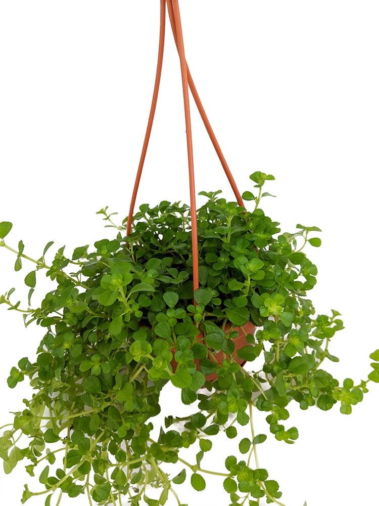 Pilea Depressa Tiny Tears - View 18 from www redcrocus com