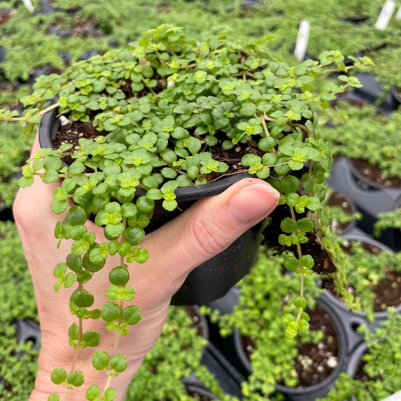 Pilea Depressa Tiny Tears - View 1 from www redcrocus com
