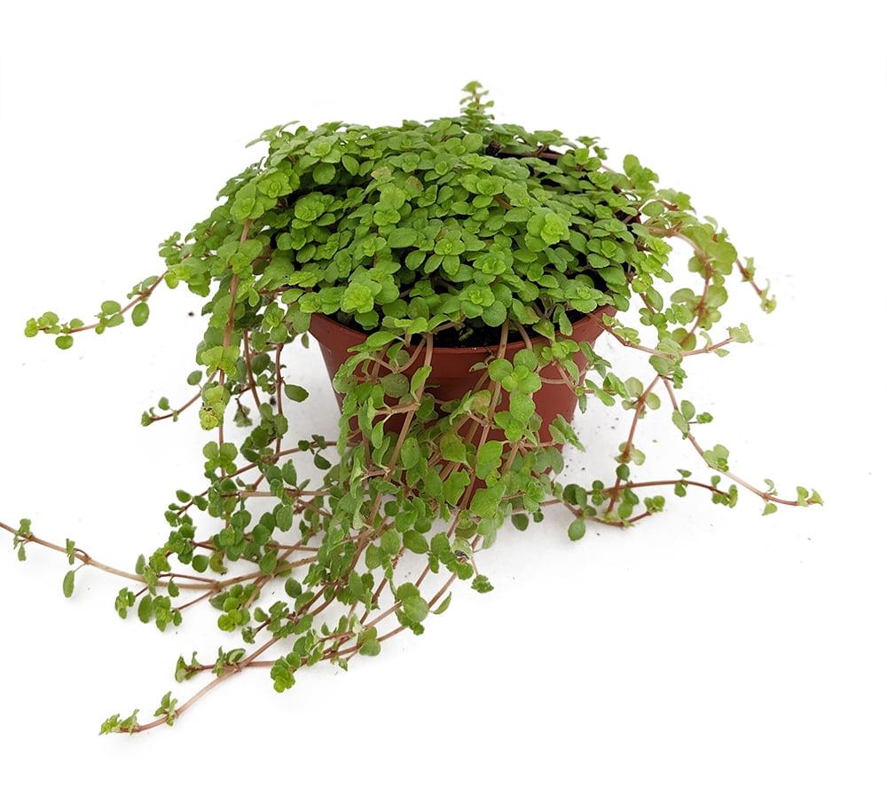 Pilea Depressa Tiny Tears - View 4 from www redcrocus com