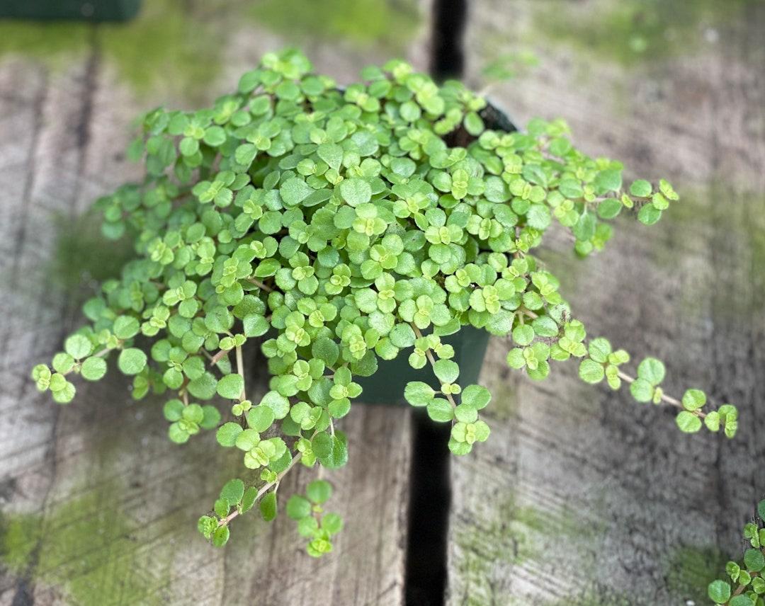 Pilea Depressa Tiny Tears - View 5 from www redcrocus com