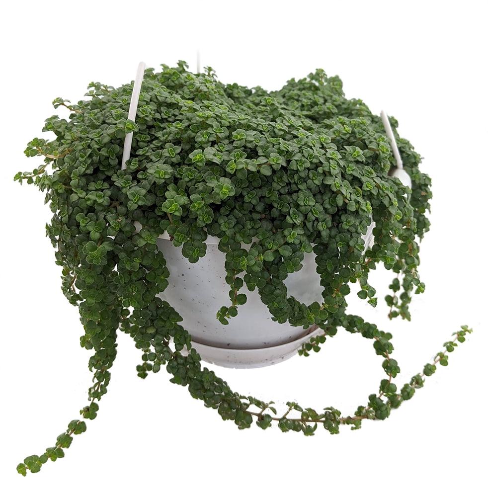 Pilea Depressa Tiny Tears - View 6 from www redcrocus com
