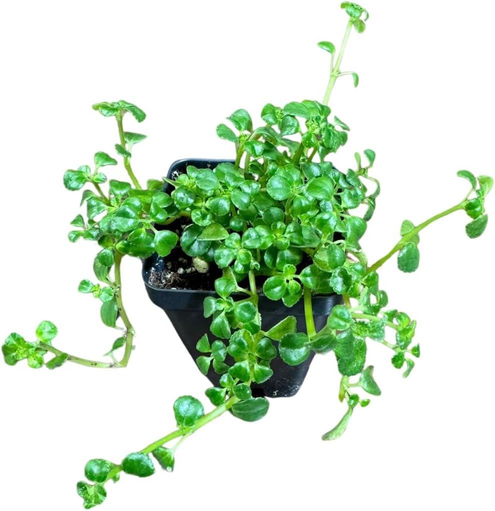 Pilea Depressa Tiny Tears - View 7 from www redcrocus com