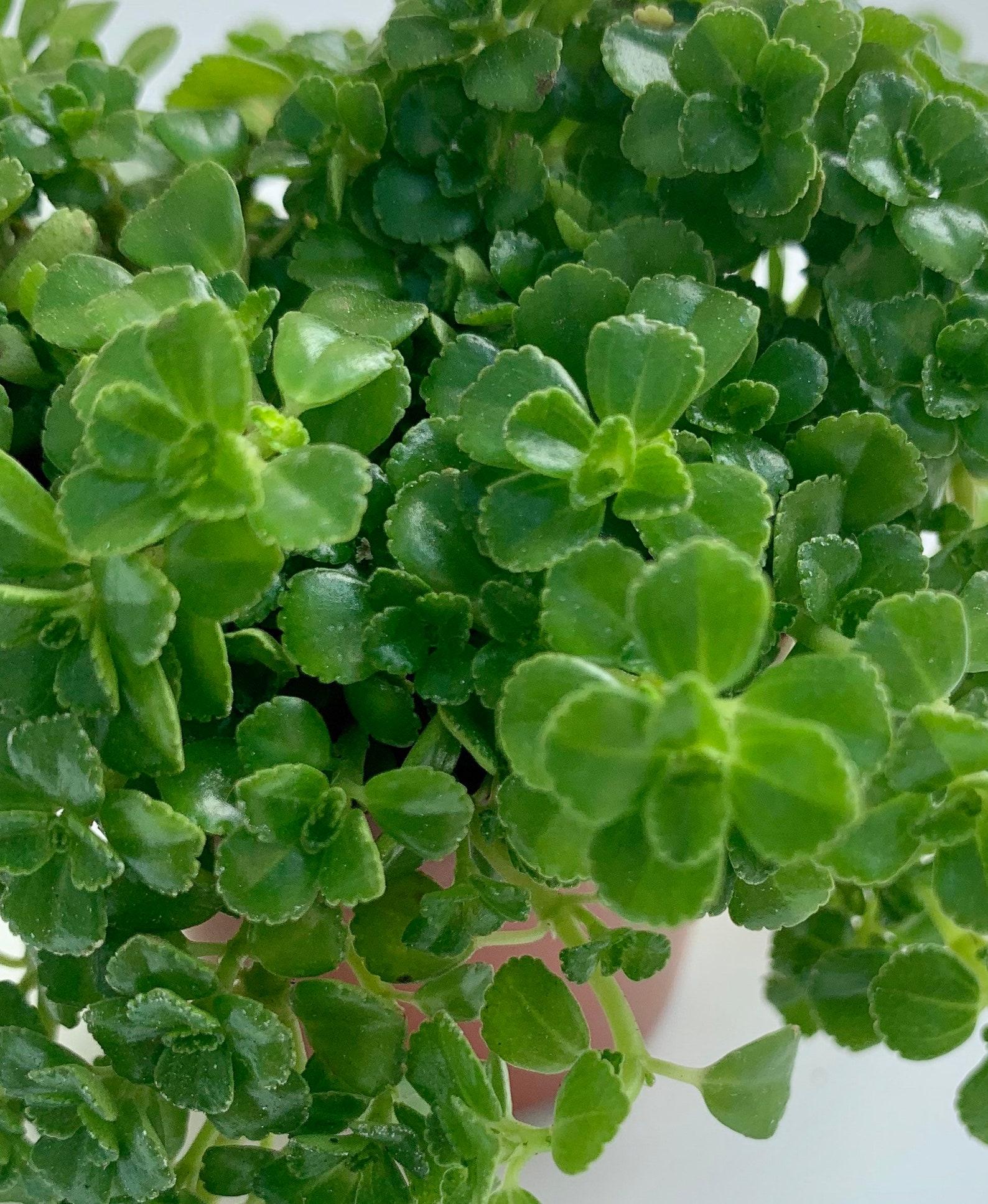 Pilea Depressa Tiny Tears - View 8 from www redcrocus com