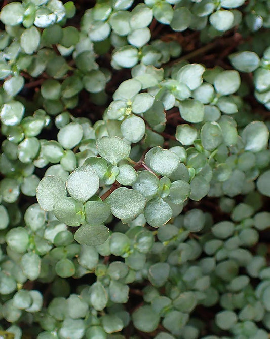 Pilea Glauca 'aquamarine' - View 11 from www redcrocus com