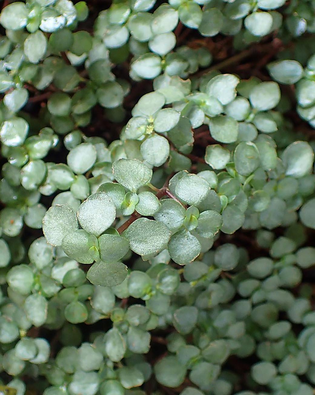 Pilea Glauca 'aquamarine' - View 11 from www redcrocus com