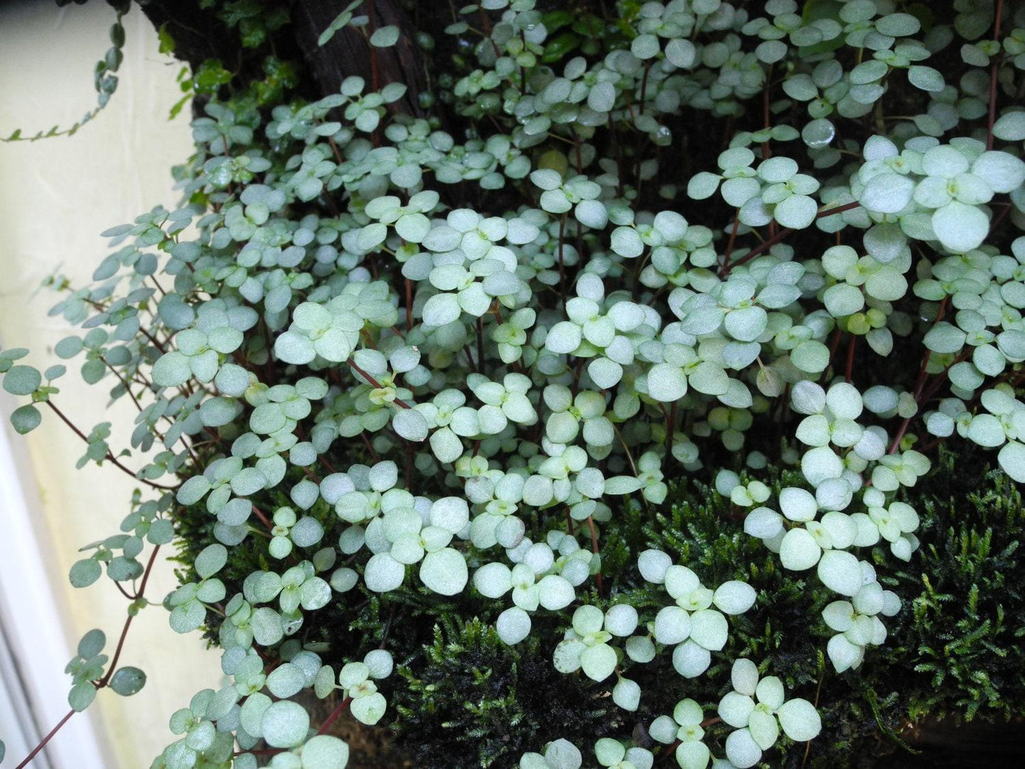 Pilea Glauca 'aquamarine' - View 13 from www redcrocus com