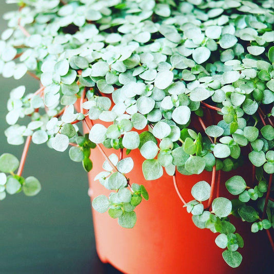 Pilea Glauca 'aquamarine' - View 1 from www redcrocus com