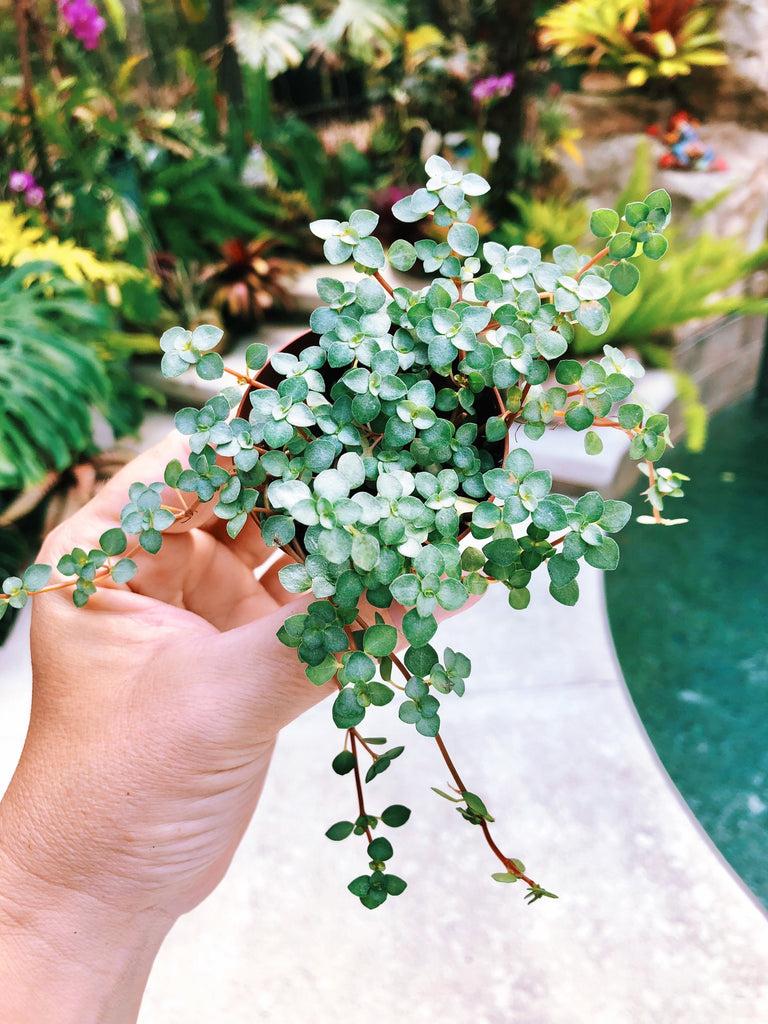 Pilea Glauca 'aquamarine' - View 9 from www redcrocus com
