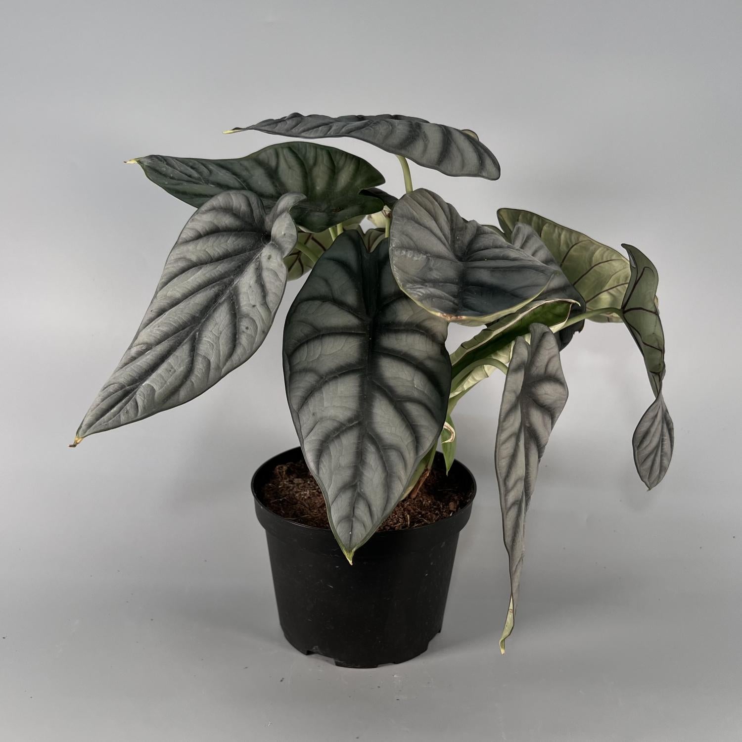 Alocasia Silver Dragon - View 10 from www redcrocus com