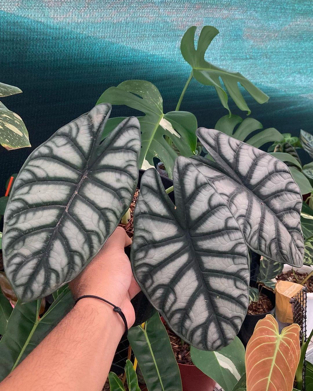 Alocasia Silver Dragon - View 11 from www redcrocus com
