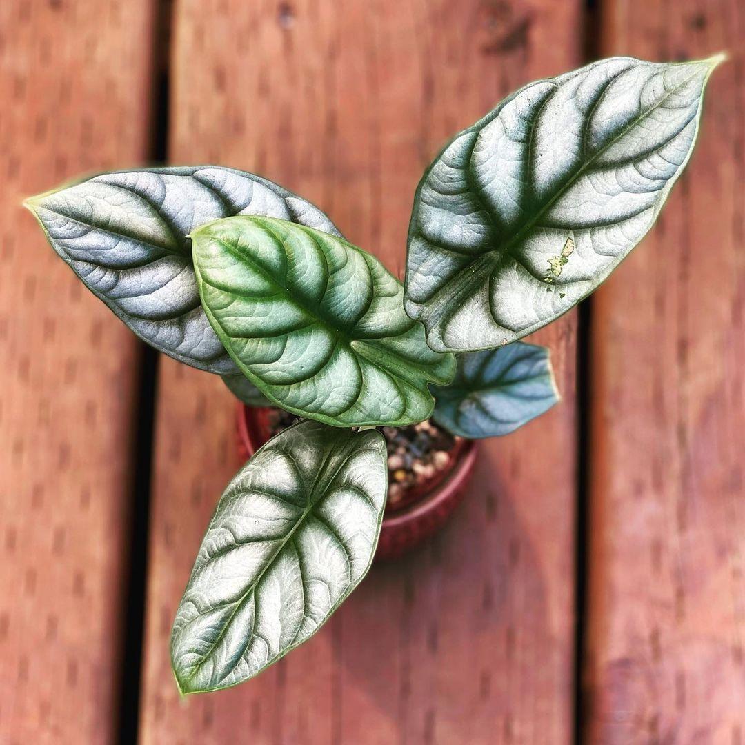 Alocasia Silver Dragon - View 12 from www redcrocus com