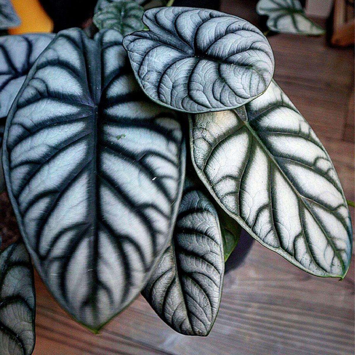 Alocasia Silver Dragon - View 13 from www redcrocus com