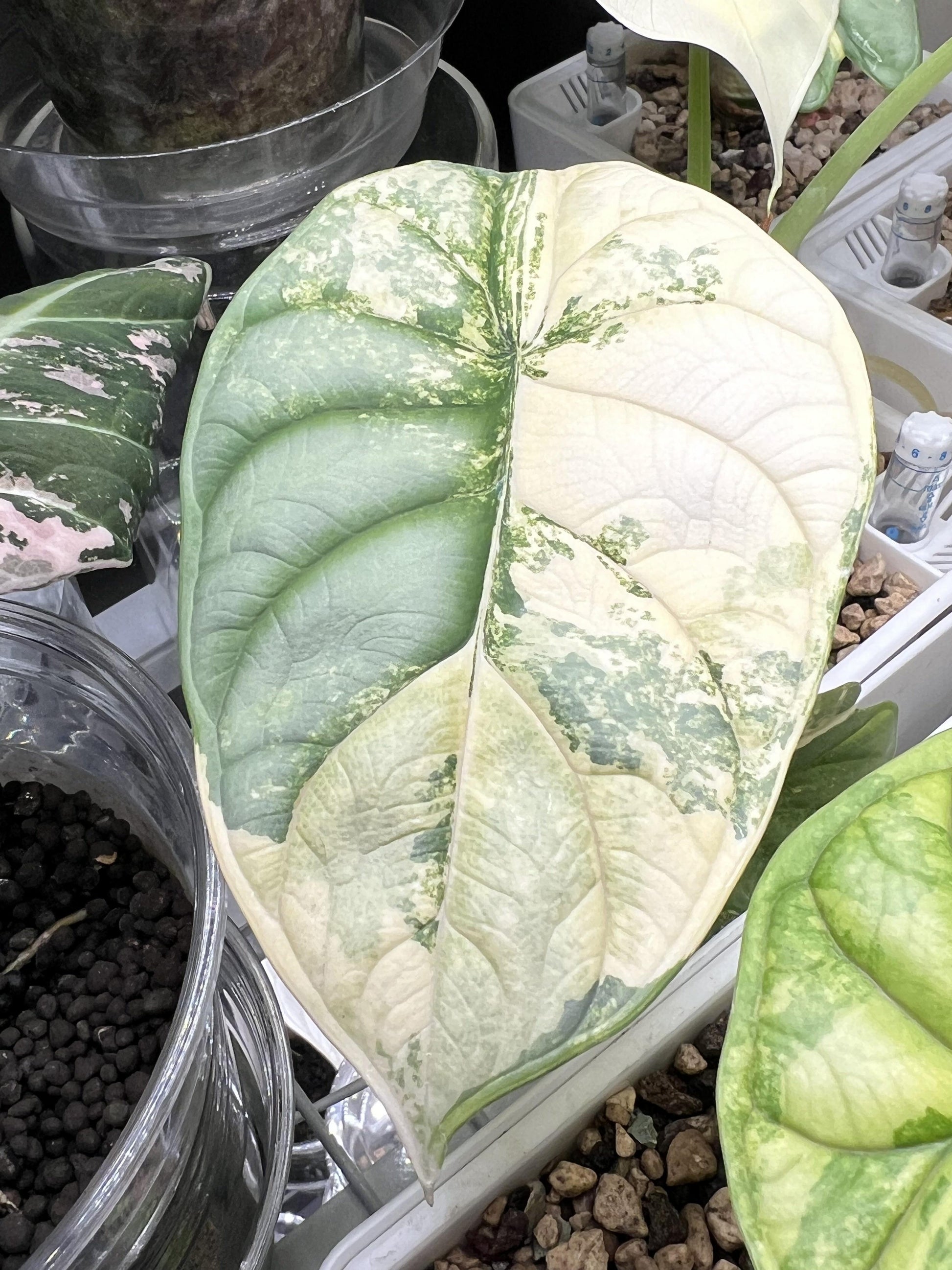 Alocasia Silver Dragon - View 14 from www redcrocus com