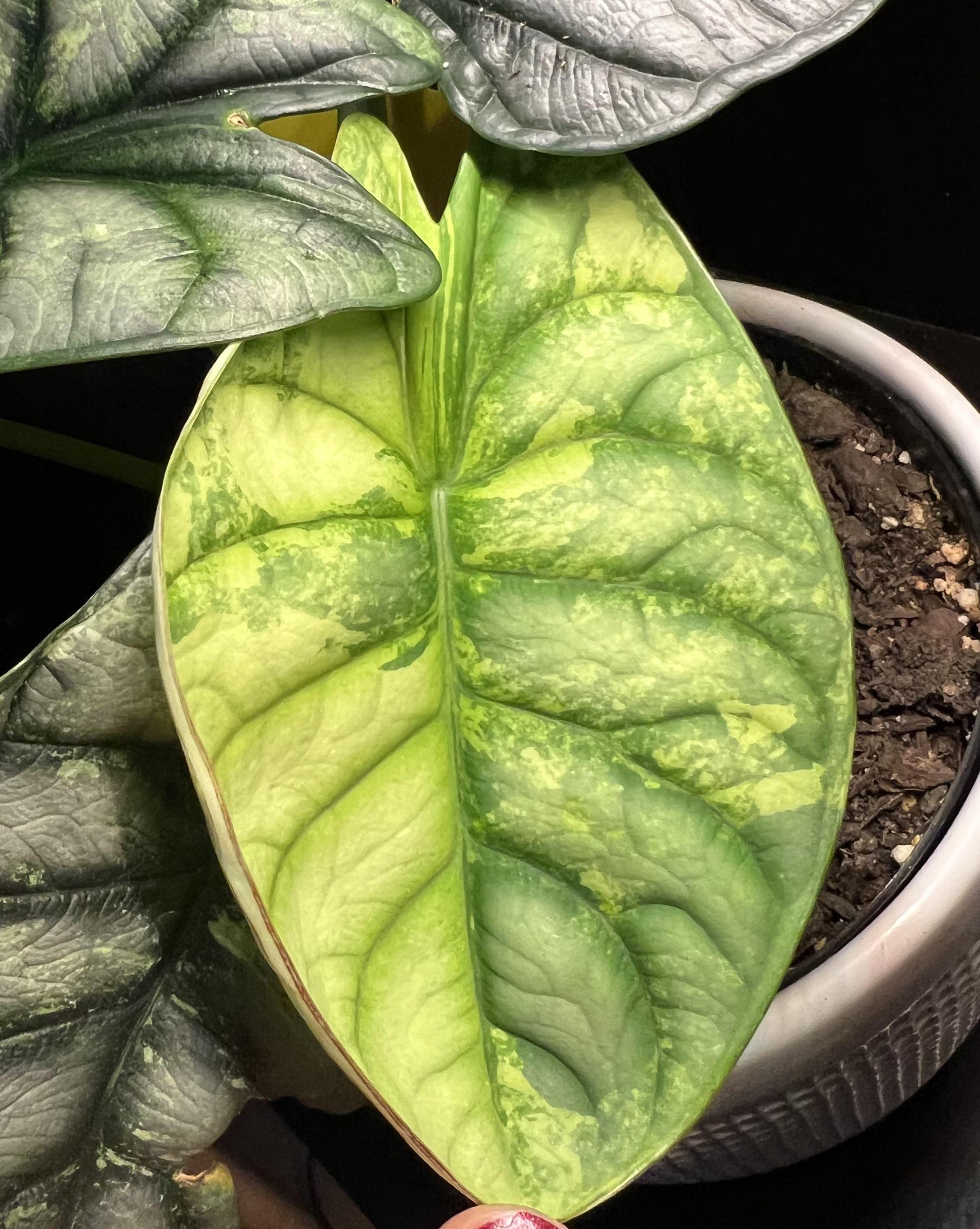 Alocasia Silver Dragon - View 15 from www redcrocus com