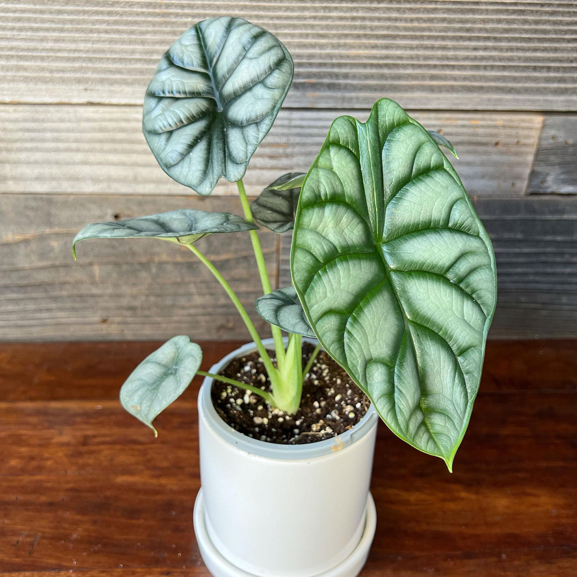 Alocasia Silver Dragon - View 16 from www redcrocus com