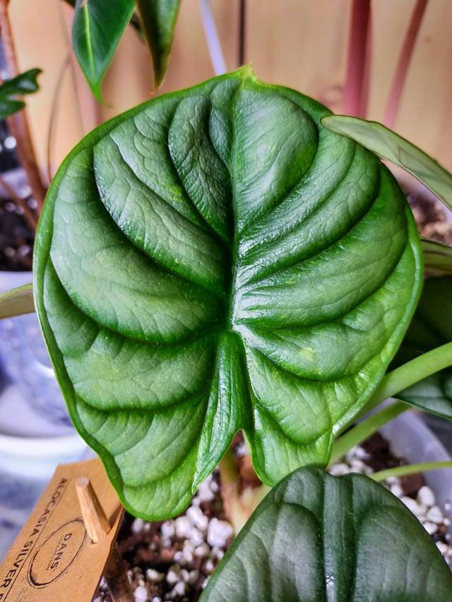 Alocasia Silver Dragon - View 17 from www redcrocus com