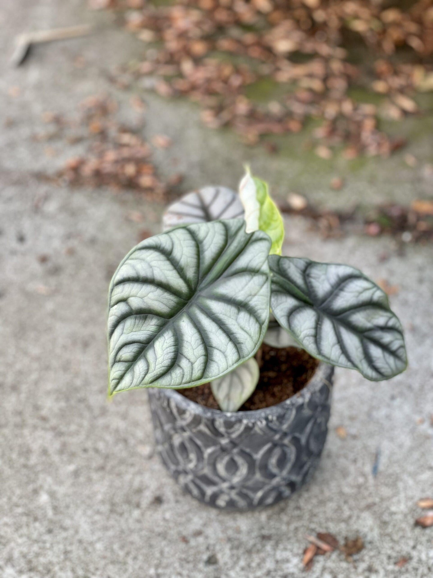 Alocasia Silver Dragon - View 18 from www redcrocus com