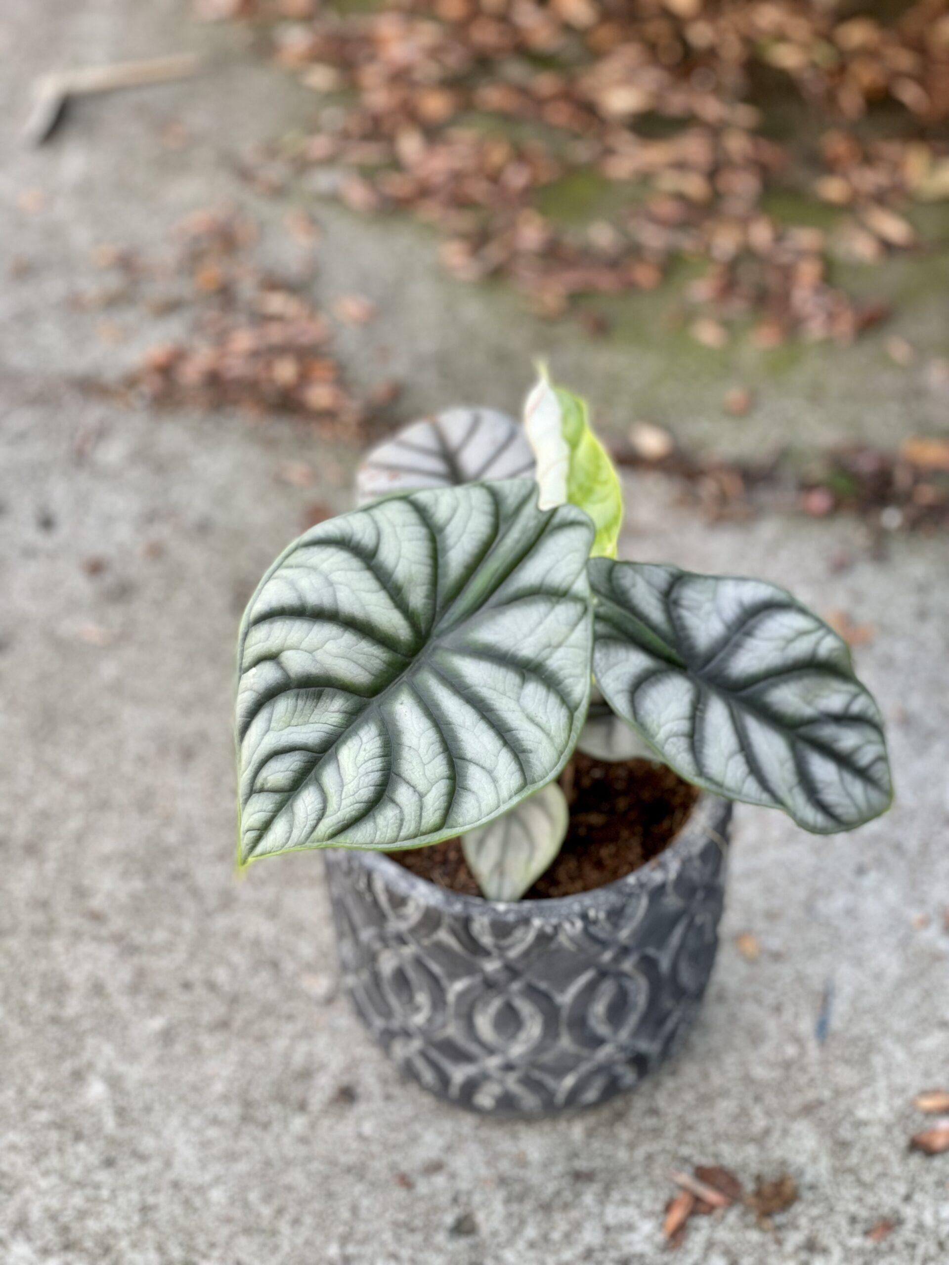 Alocasia Silver Dragon - View 18 from www redcrocus com