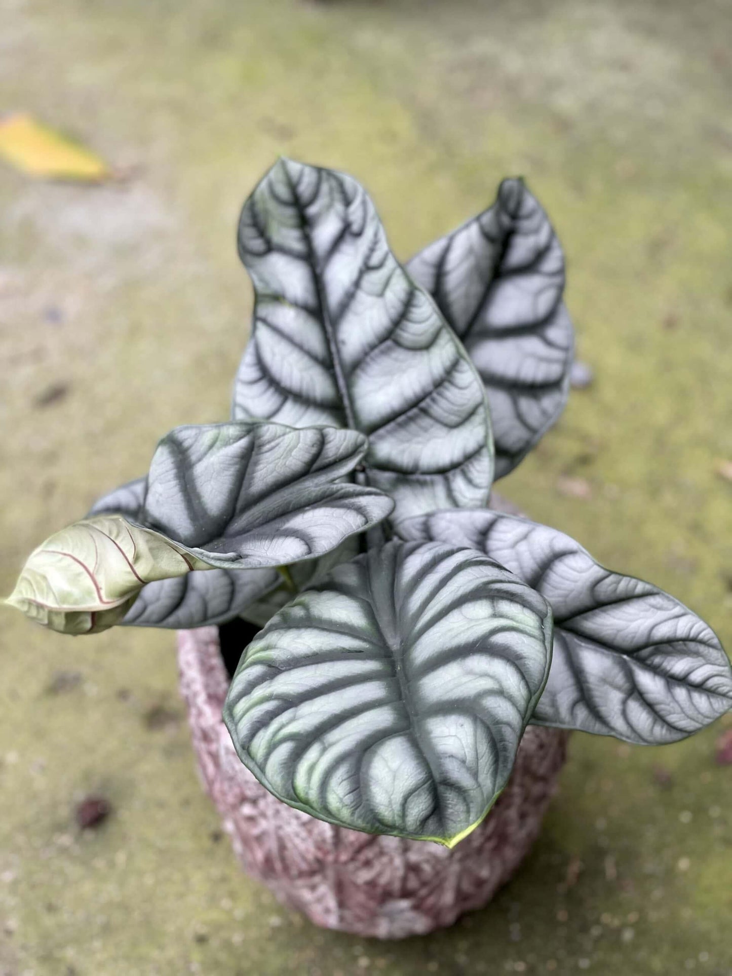 Alocasia Silver Dragon - View 19 from www redcrocus com