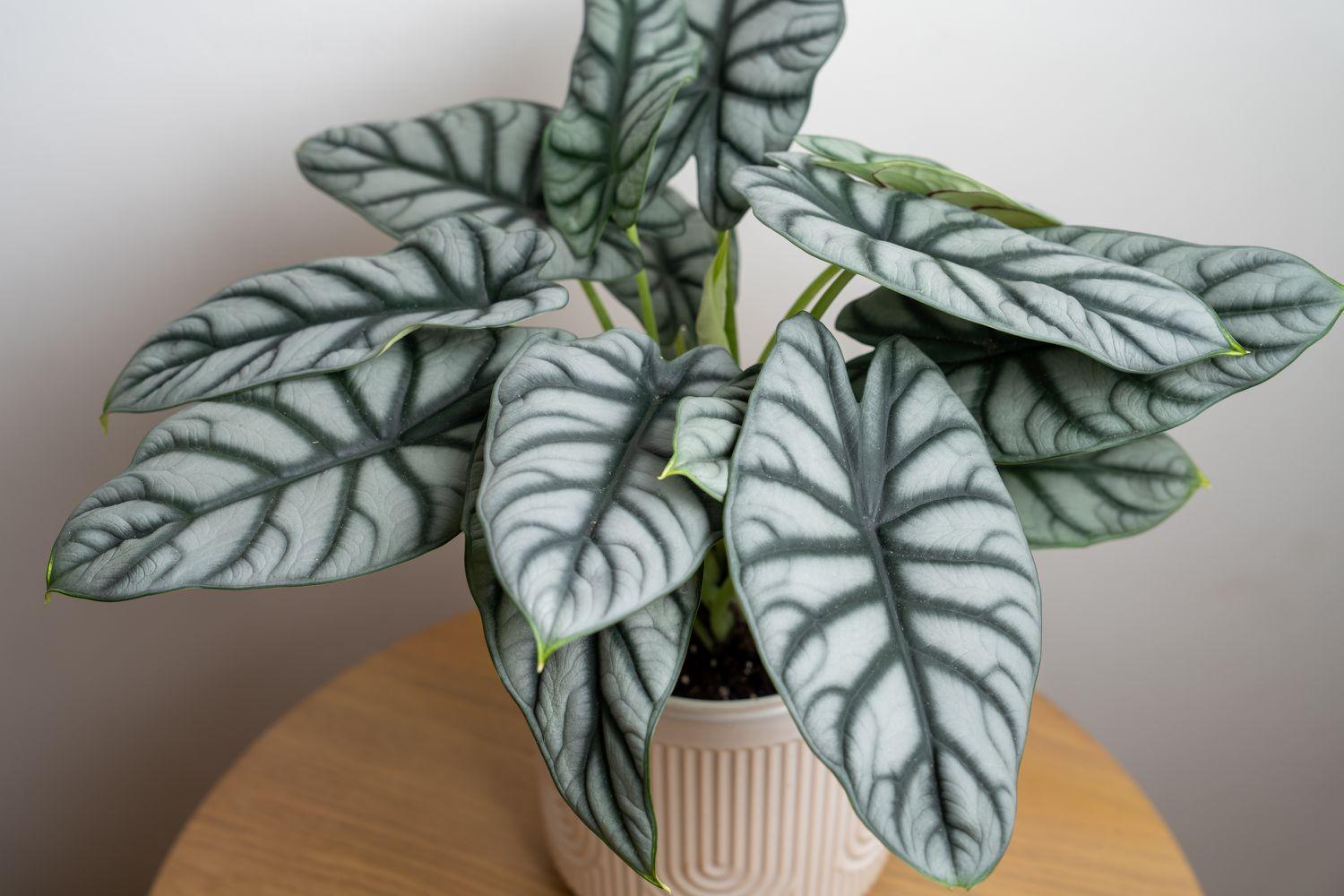 Alocasia Silver Dragon - View 1 from www redcrocus com