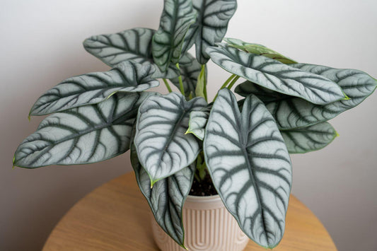 Alocasia Silver Dragon - View 1 from www redcrocus com