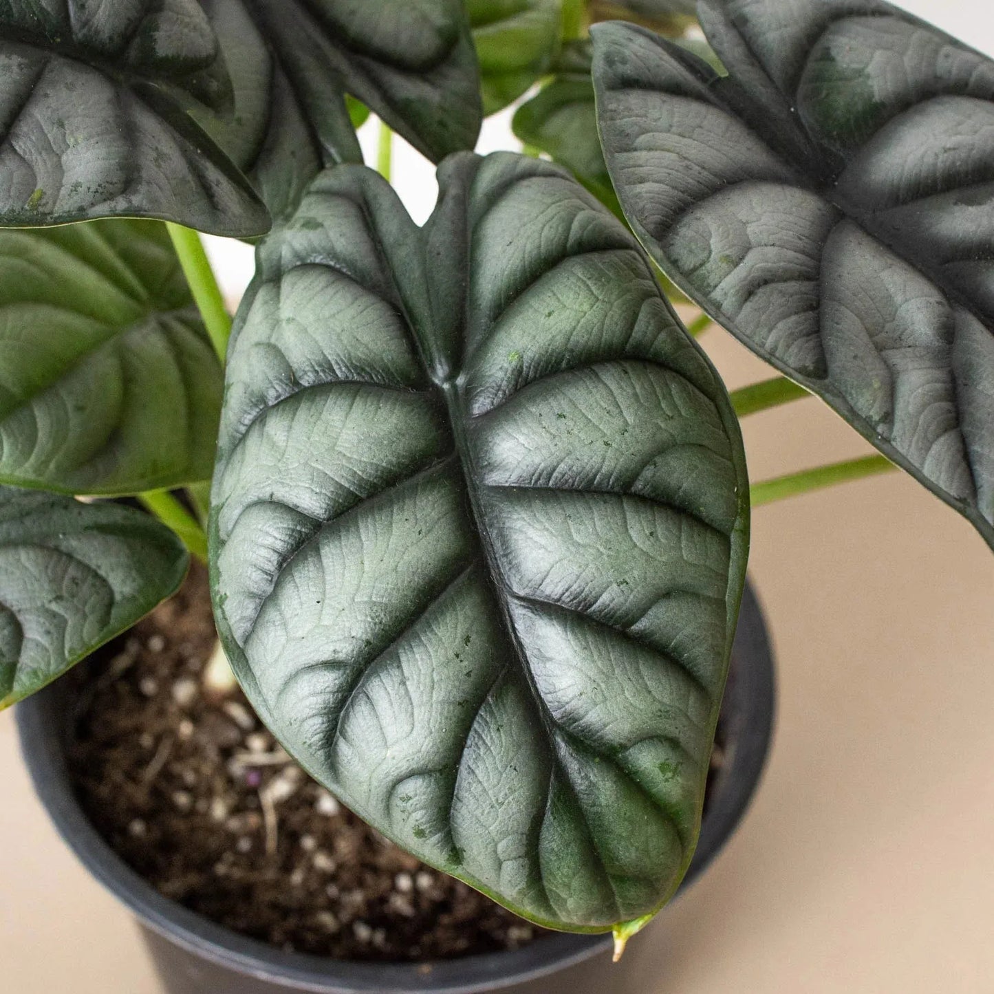 Alocasia Silver Dragon - View 20 from www redcrocus com
