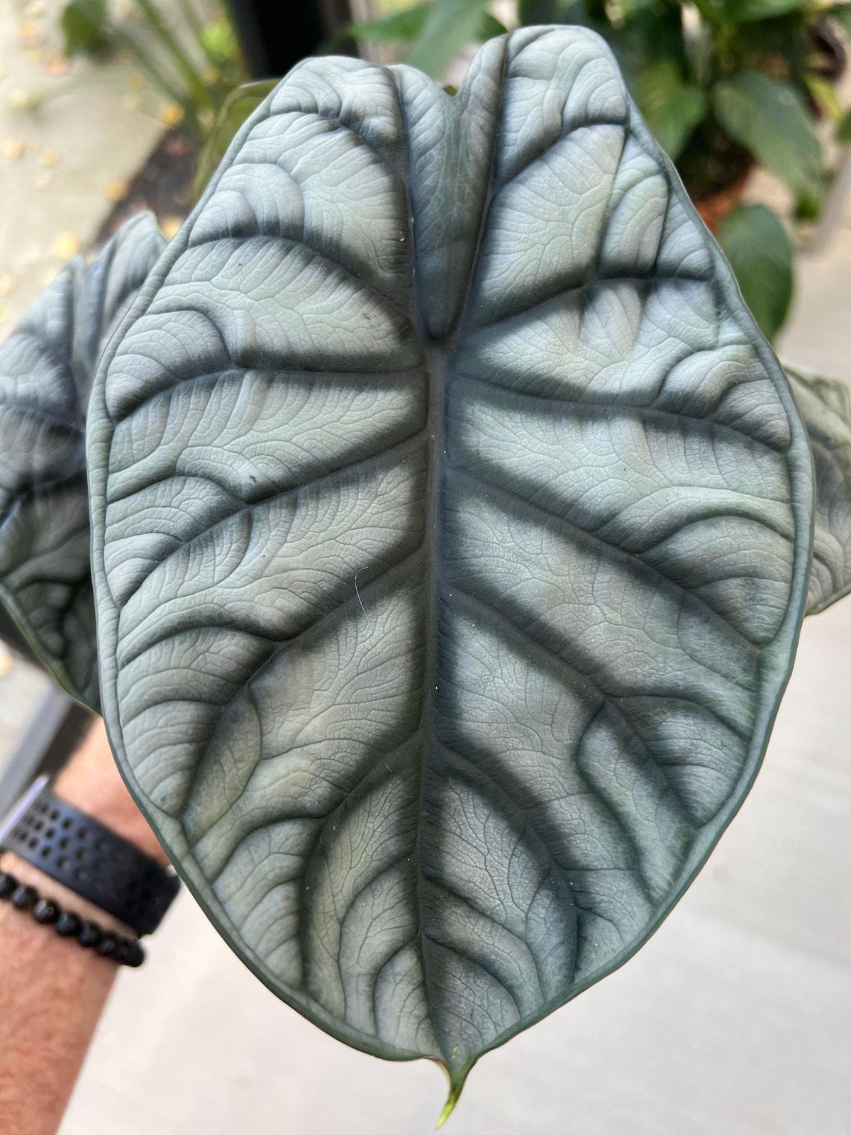 Alocasia Silver Dragon - View 2 from www redcrocus com