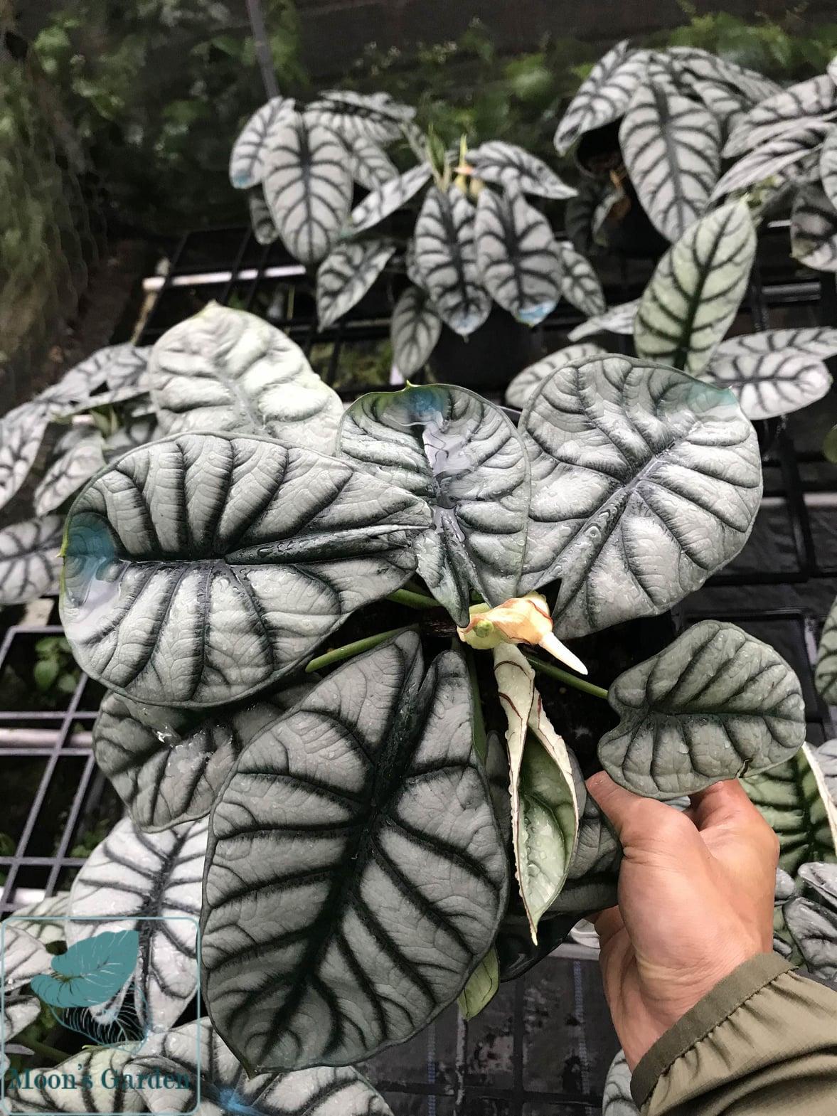 Alocasia Silver Dragon - View 3 from www redcrocus com