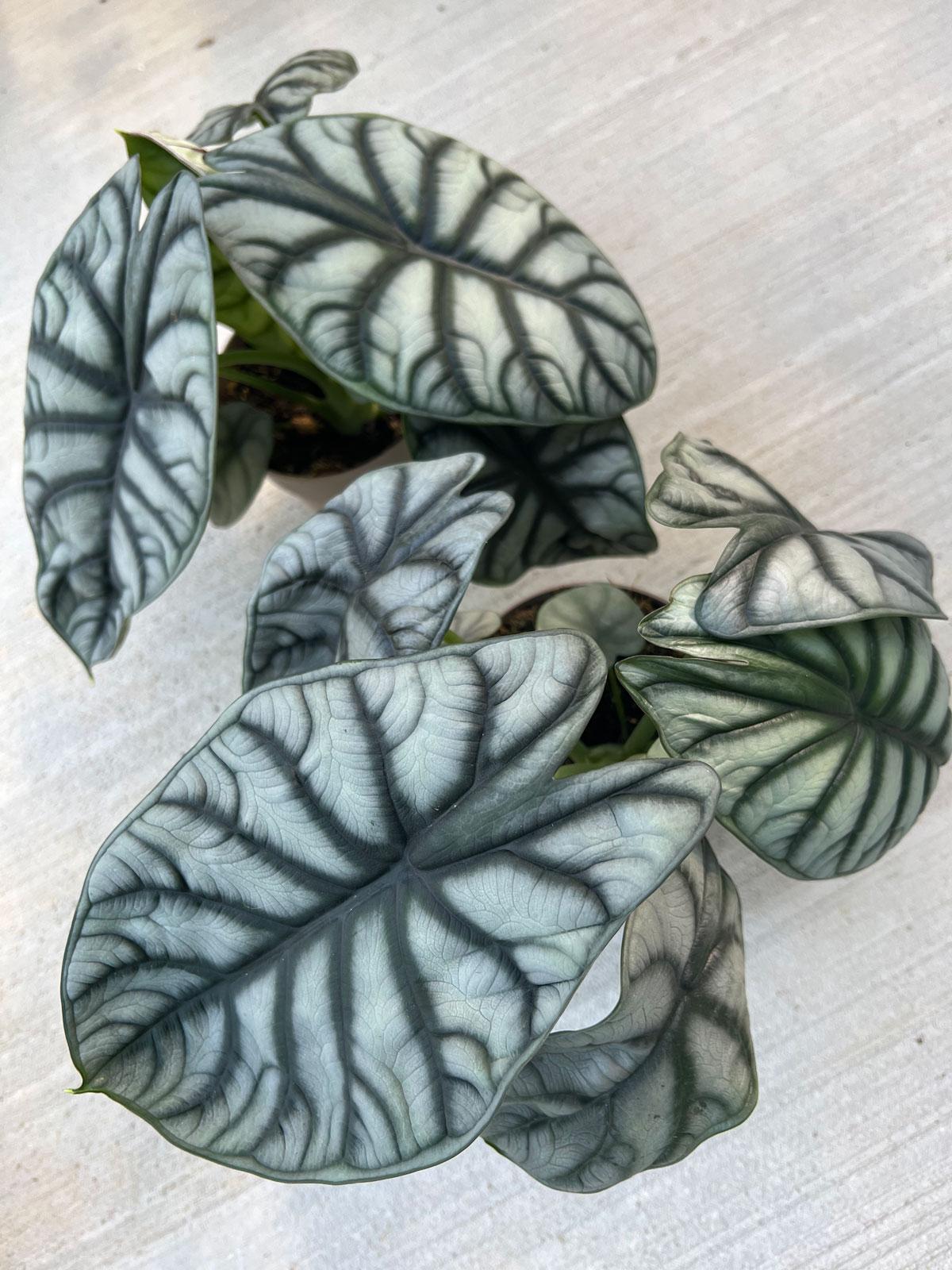 Alocasia Silver Dragon - View 4 from www redcrocus com