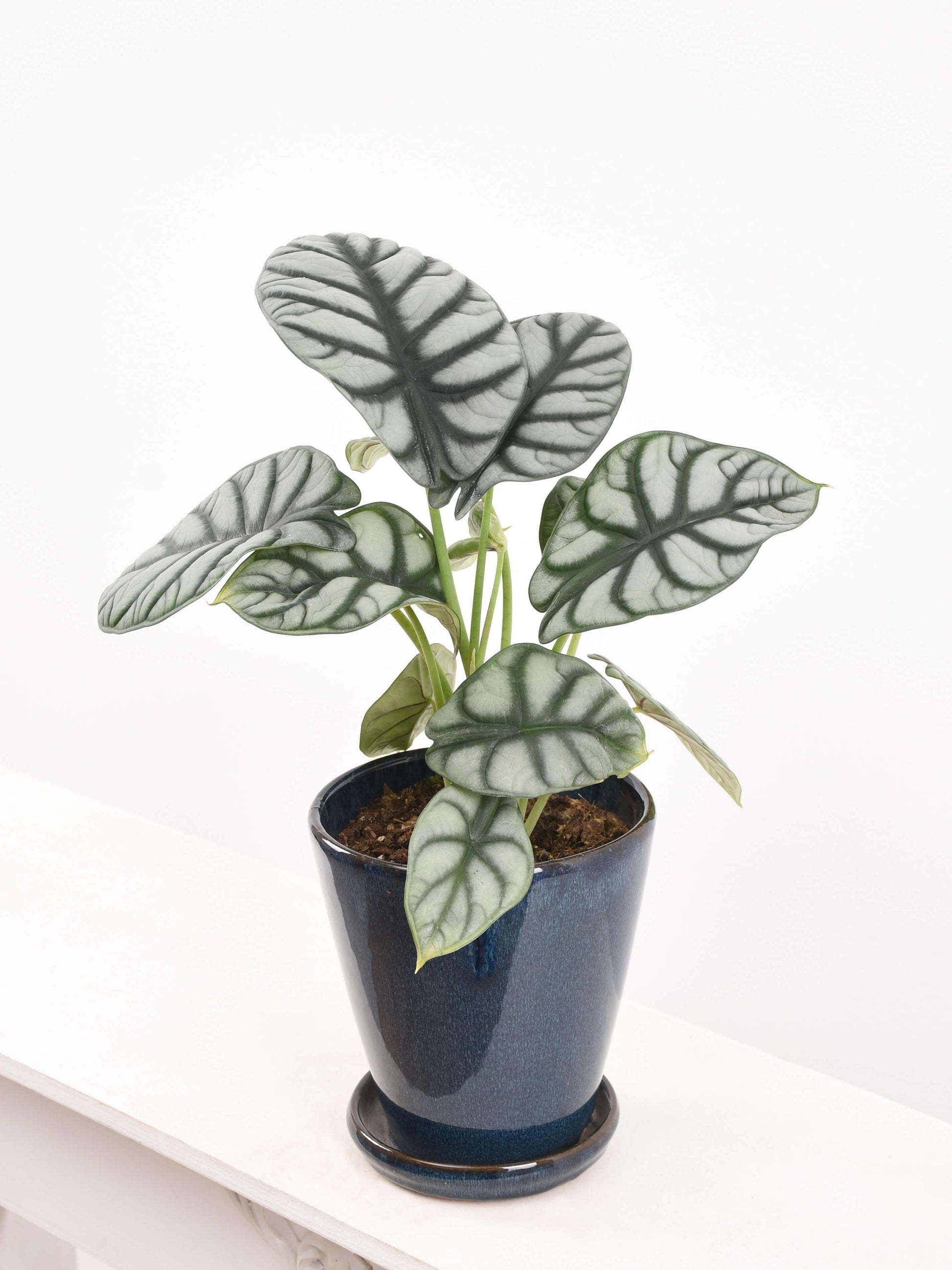 Alocasia Silver Dragon - View 5 from www redcrocus com