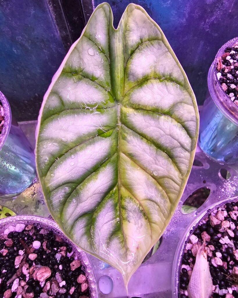 Alocasia Silver Dragon - View 6 from www redcrocus com