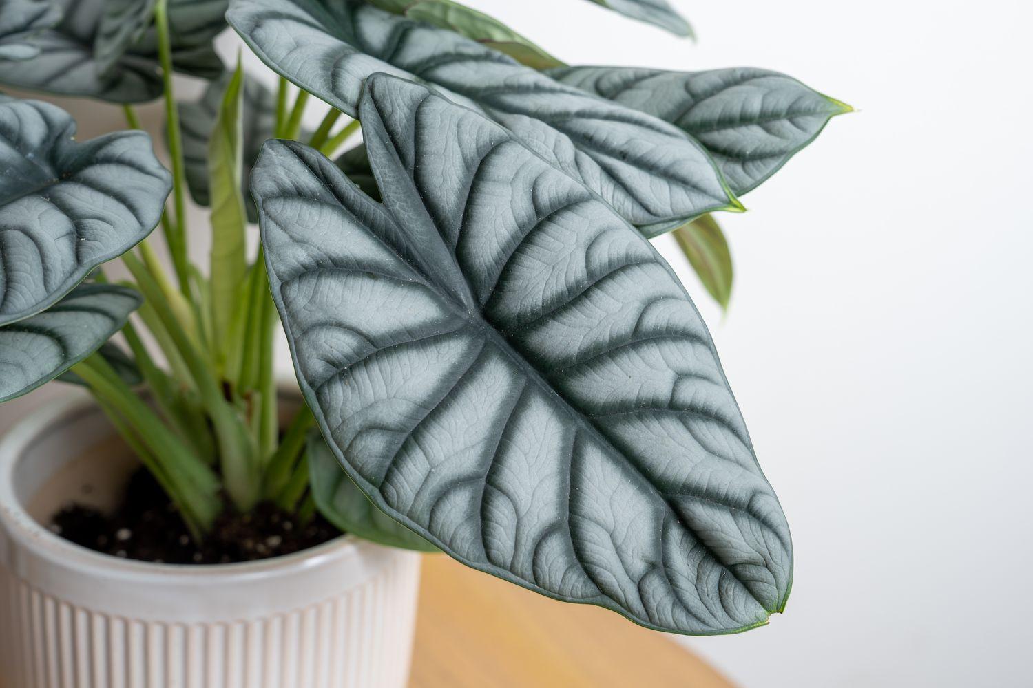 Alocasia Silver Dragon - View 7 from www redcrocus com