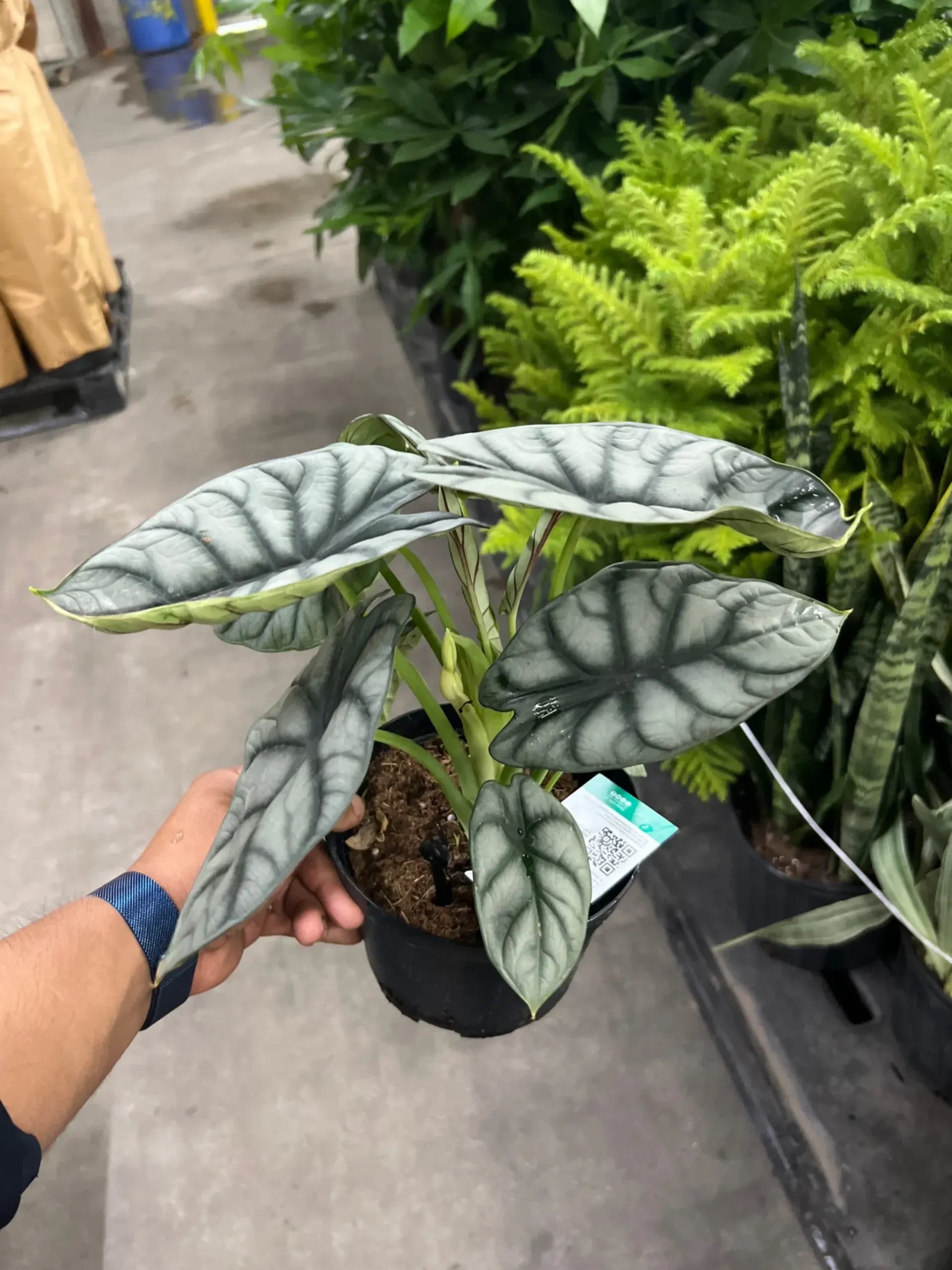Alocasia Silver Dragon - View 8 from www redcrocus com