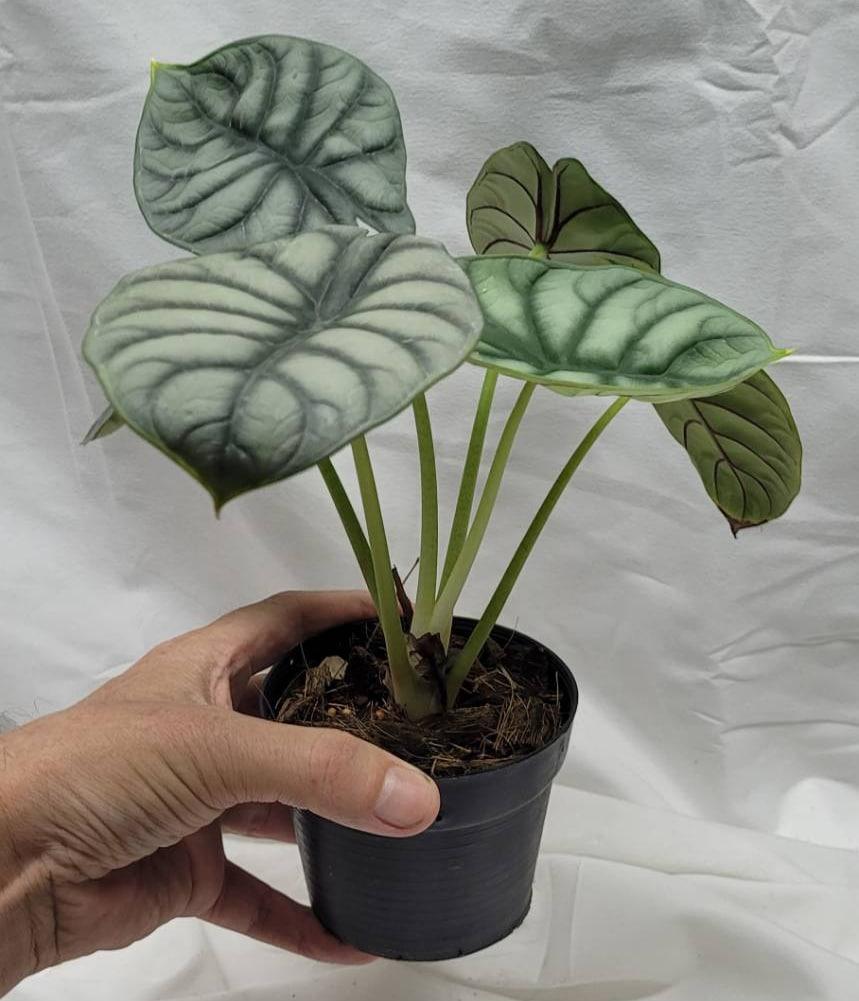 Alocasia Silver Dragon - View 9 from www redcrocus com
