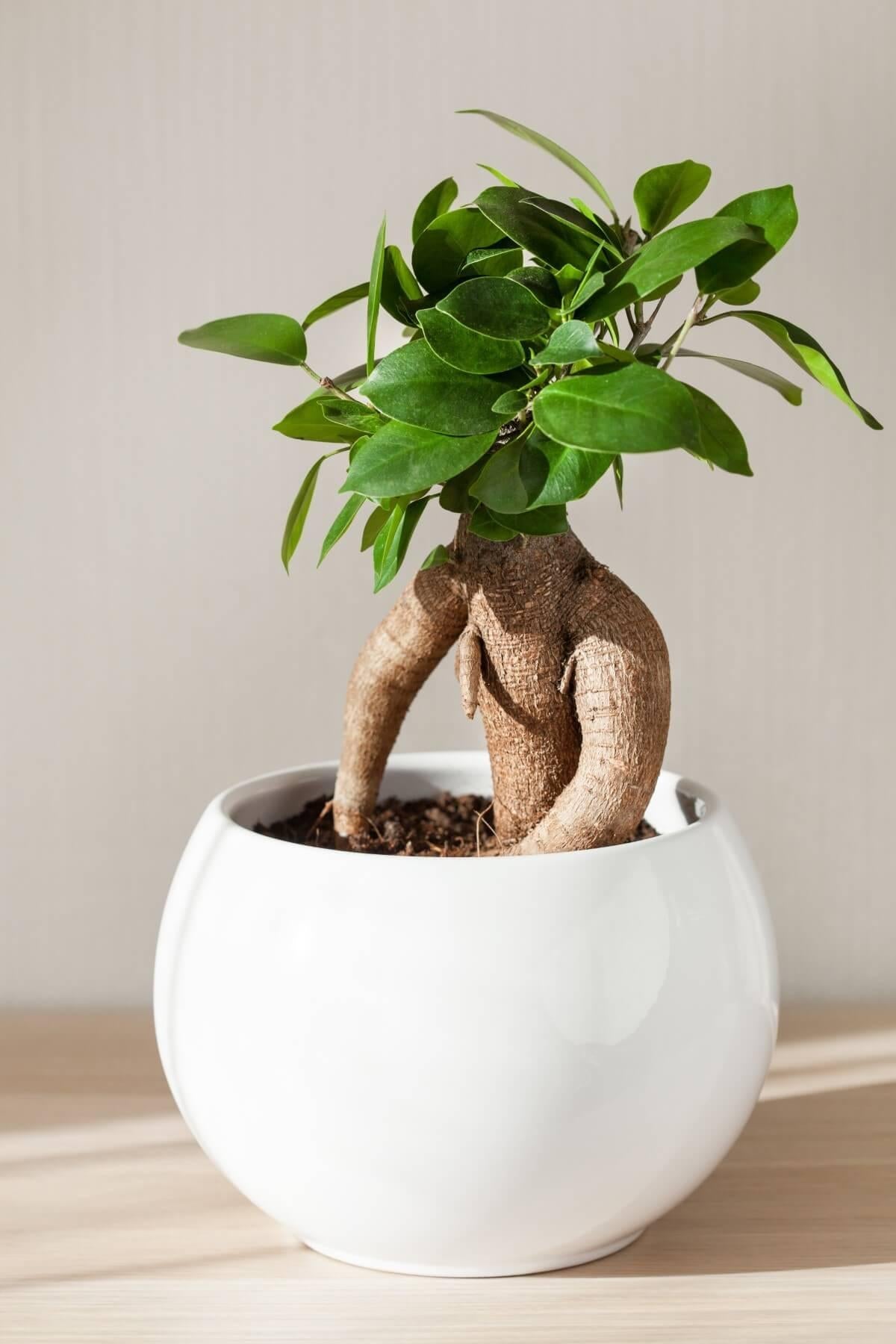 Ficus Ginseng 10 615eb533 5e92 4111 A42d 6f856959591a from www.redcrocus.com