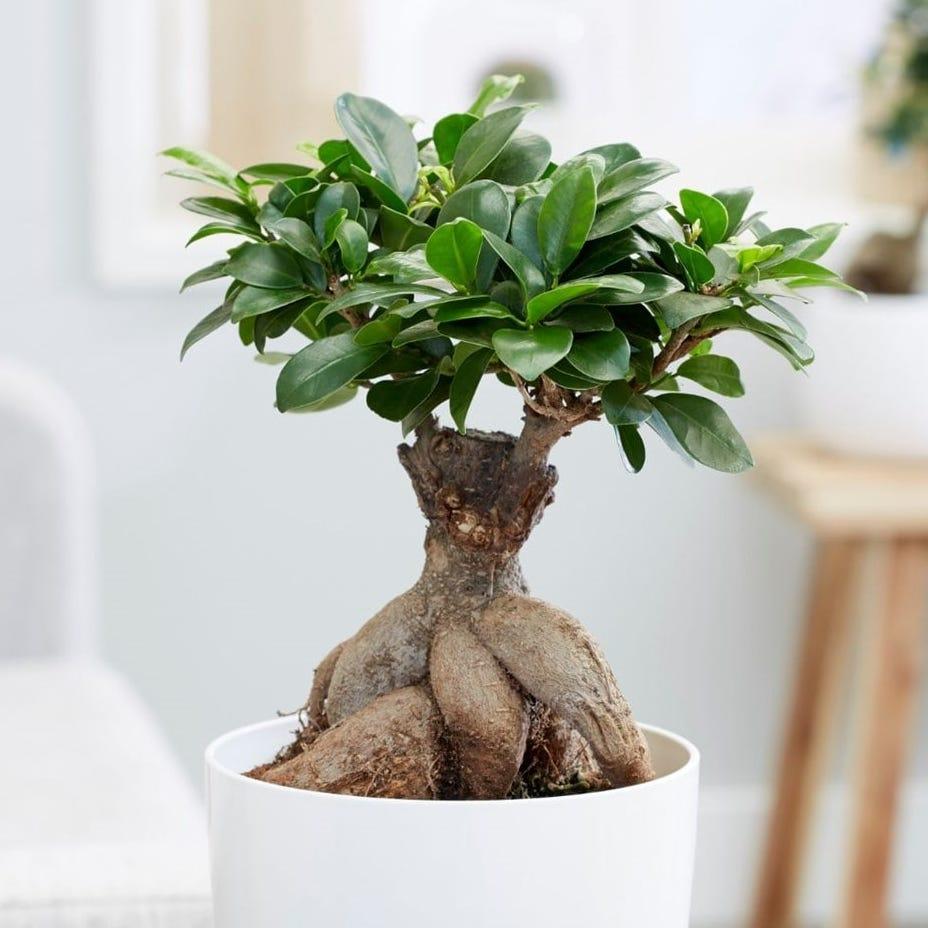 Ficus Ginseng 1 45d1e305 F30c 41e5 A1a1 Ded97f925860 from www.redcrocus.com